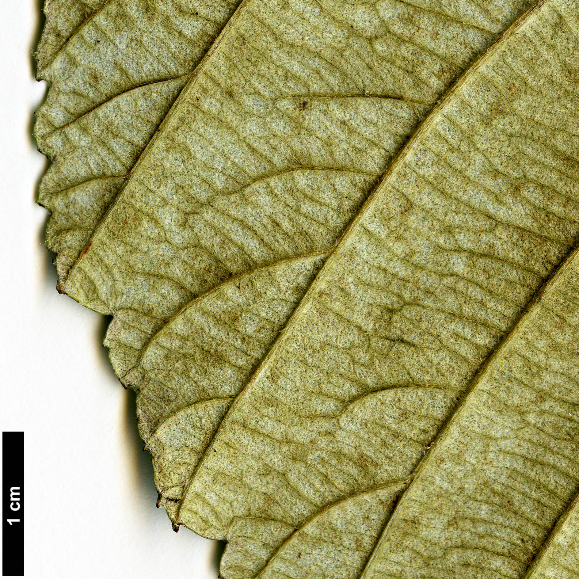 High resolution image: Family: Rosaceae - Genus: Sorbus - Taxon: 'Harold Hillier'